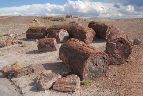 Agate Logs at the Petrified Forest