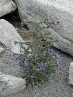 West Virginia Wildflower