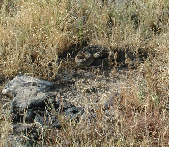 Greeting Committee on Black Mesa