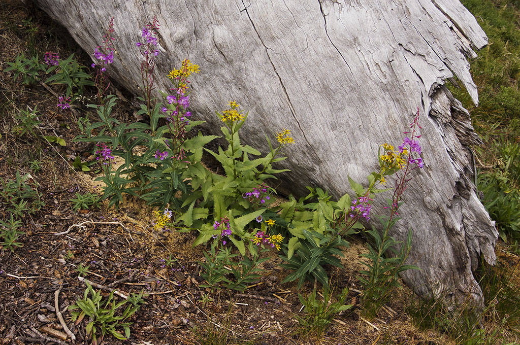 Log and Flowers Along the Trail