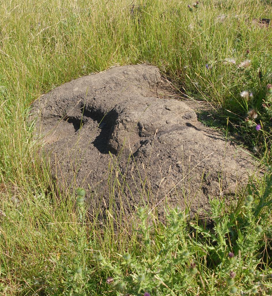 Slide_065.jpg - Moai Head Overgrown